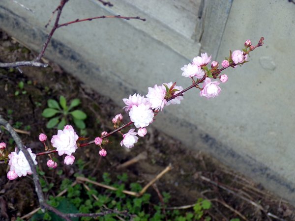 South Herb - west almond flowers crop April 2024.jpg