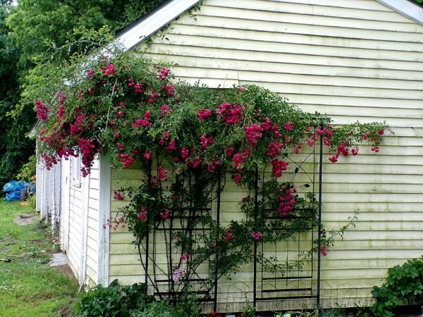 East Shed - 7 Sisters rose full bloom crop June 2024.jpg