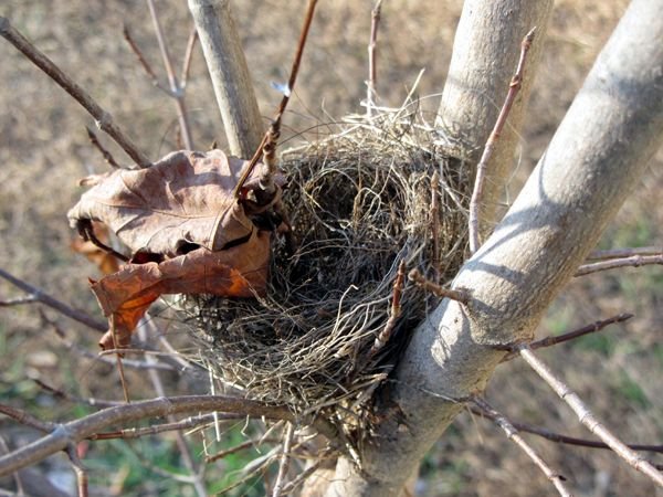 Bird nest in little maple crop Oct 2024.jpg