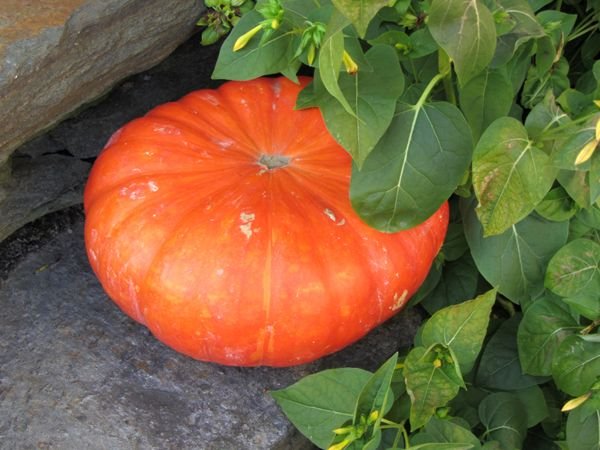 Squash on office steps crop Oct 2024.jpg