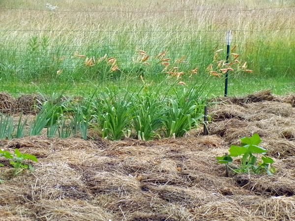 Small garden - daylilies not open crop July 2022.jpg