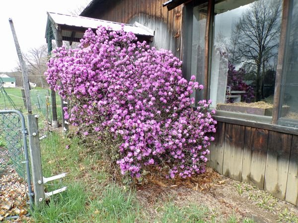 Rhododendron at barn1 crop April 2021.jpg
