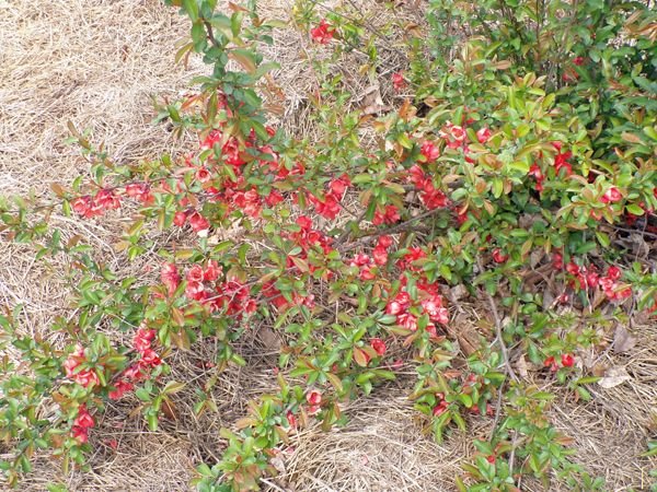 Big garden - big quince crop April 2021.jpg