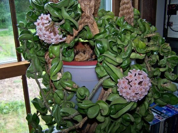 Hoya flowers crop July 2019.jpg