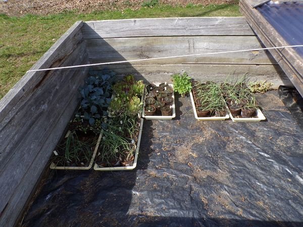 Cold frame fills crop April 2022.jpg