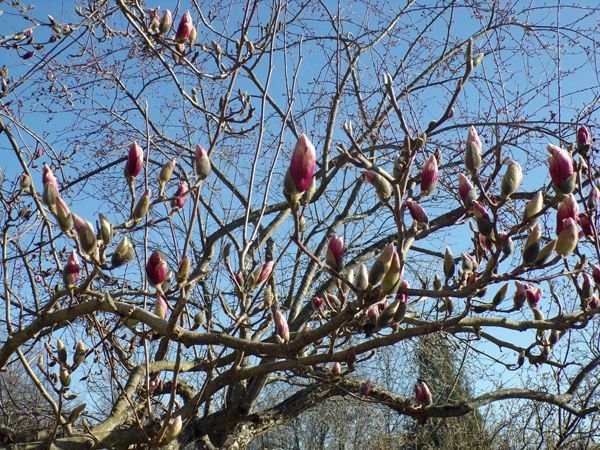 Magnolia buds close-up crop April 2022.jpg