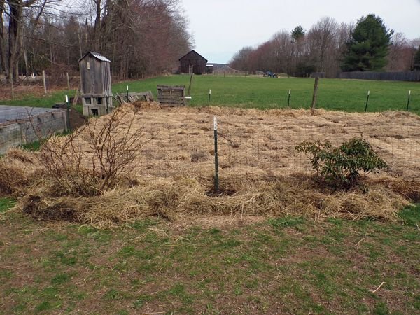 Big rose, hibiscus, mt. laurel crop April 2022.jpg