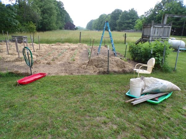 Small garden - setting up crop June 2023.jpg