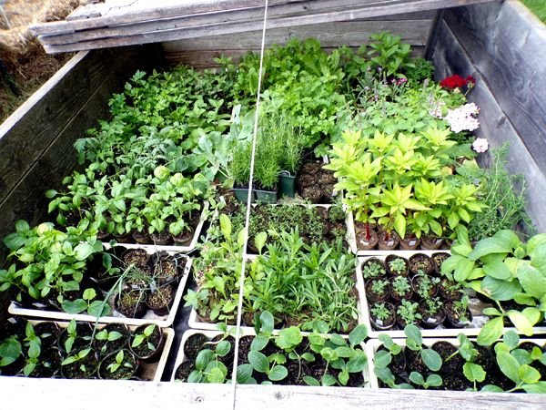 Cold frames - second full crop May 2024.jpg