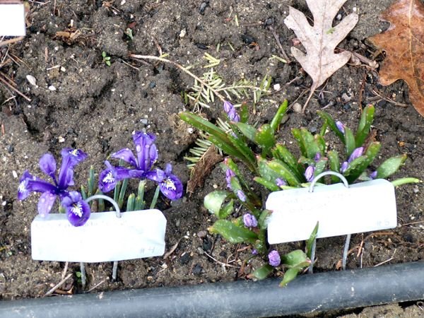 East Shed - 4.iris reticulata and 5. chiondoxa crop March 2023.jpg
