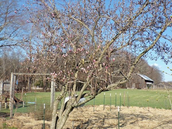 Magnolia buds crop April 2022.jpg