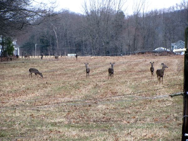 10 deer on back 40 crop March 2025.jpg