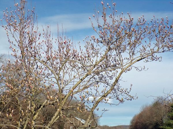 Magnolia crop April 2021.jpg