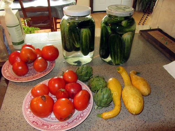 Harvest - tomatoes, cukes, artichokes,squash crop August 2024.jpg