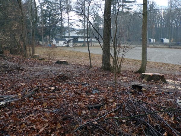 Behind barn - trees cut down1 crop Feb. 2023.jpg