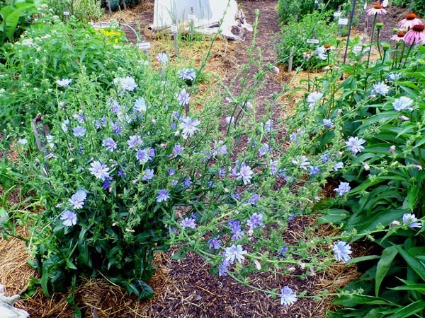 New Herb - Row 2, chicory flowers crop June 2024.jpg