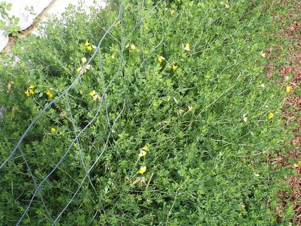 New Herb wall - birdsfoot trefoil crop Sept. 2022.jpg
