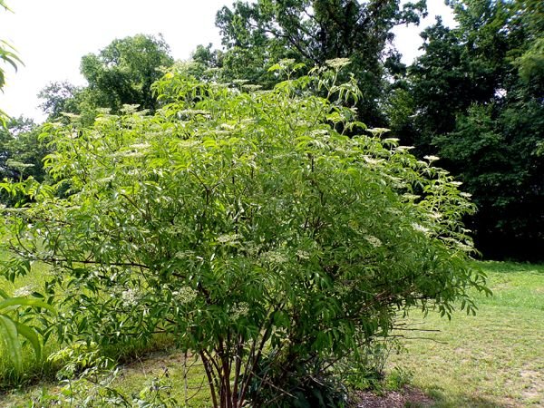 Little trees - 10. York elderberry crop June 2023.jpg