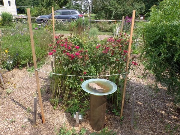 11.New Herb - Row 3, beebalm and birdbath crop August 2021.jpg