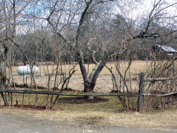 East lilacs and MacIntosh crop Feb. 2023.jpg