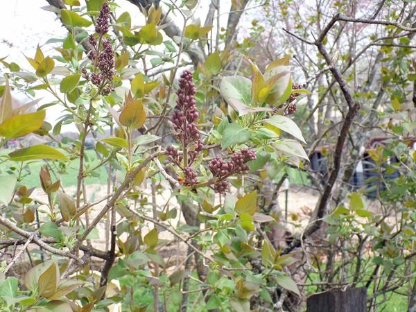 East lilacs - buds crop April 2021.jpg