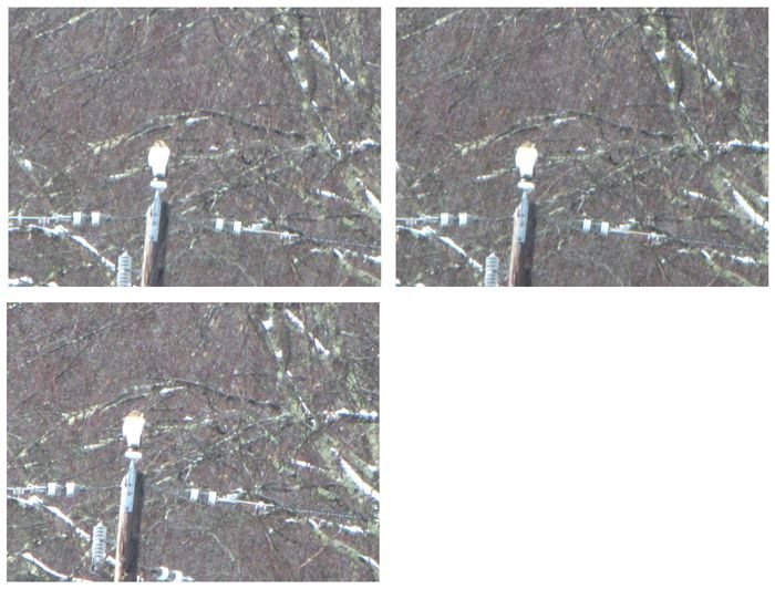 Hawk on telephone pole in rain collage crop Feb 2025.jpg