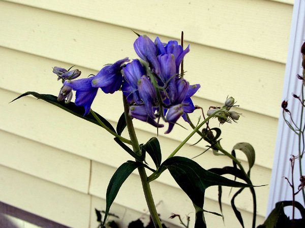 New East - delphinium still flowering2 crop Nov 2024.jpg