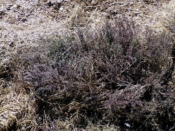 New Herb - Row 6, thyme crop March 2024.jpg
