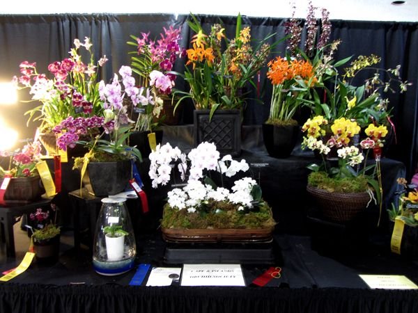 Orchid Show Cape Cod display crop Feb 2025.jpg