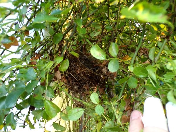 East Shed - tiny nest in rose crop July 2024.jpg