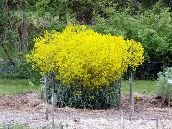 New Herb - Row 1, woad flowers crop May 2024.jpg