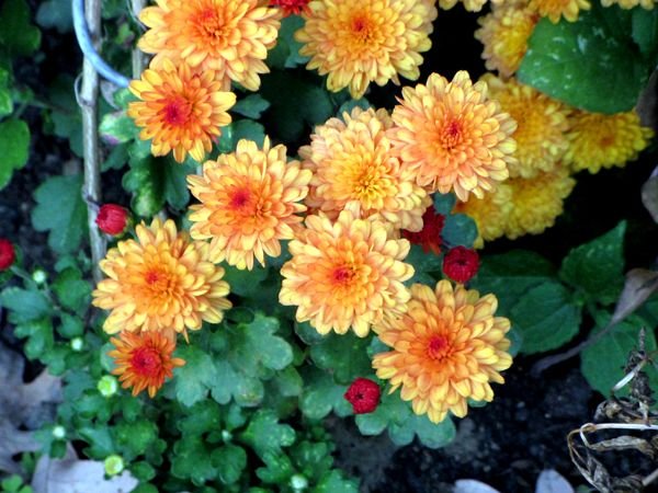 West of Steps - goldy mum and buds crop Oct 2024.jpg