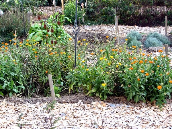 New Herb - Row 6, calendula crop Oct 2024.jpg