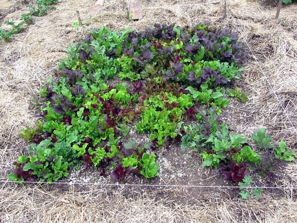 Big garden - 3rd mesclun bed weeded crop June 2025.jpg