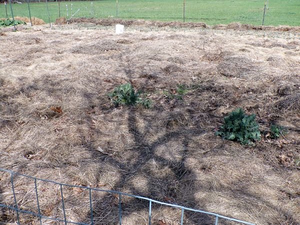 Big garden - 5 kales still alive crop April 2024.jpg