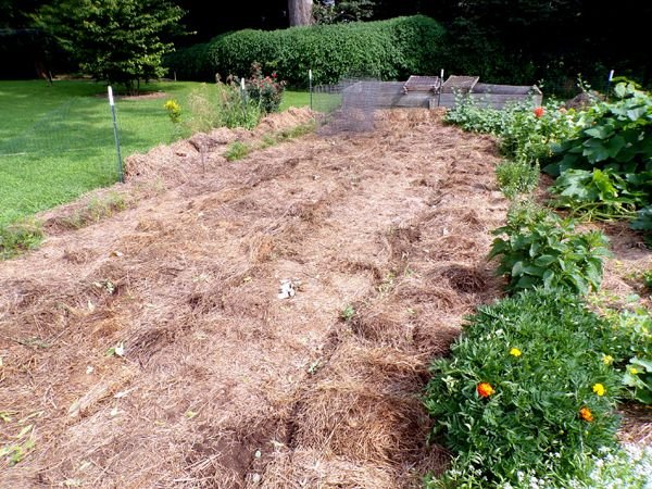 Small garden - pea area after crop July 2024.jpg