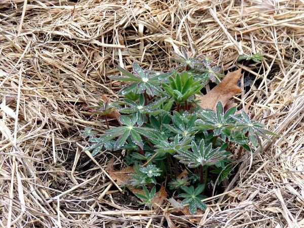 New Herb - Row 7, rain on lupine crop March 2024.jpg