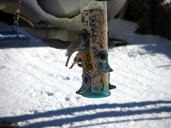 Goldfinch and red finch crop Jan 2025.jpg