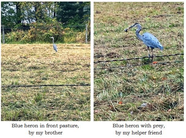 Blue heron in front pasture collage text Oct 2024.jpg