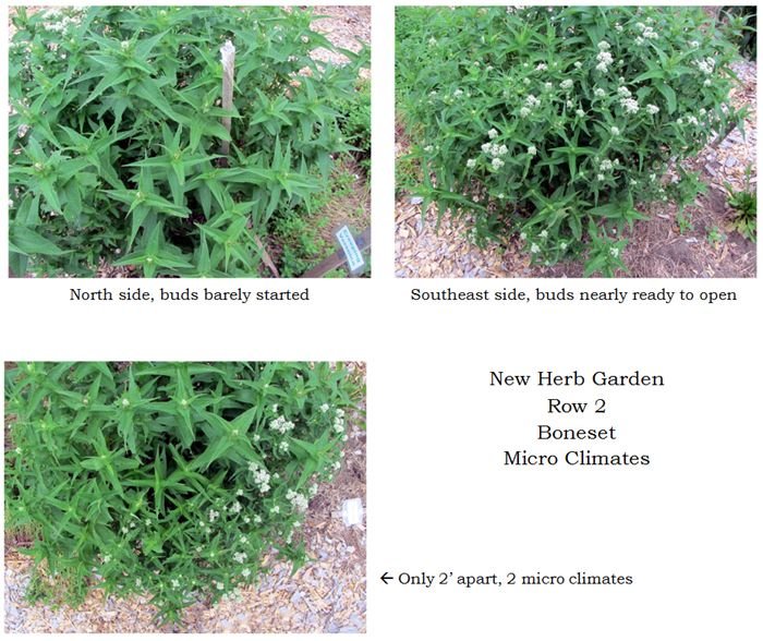 New Herb - Row 2, boneset, micro climate collage text crop June 2025.jpg