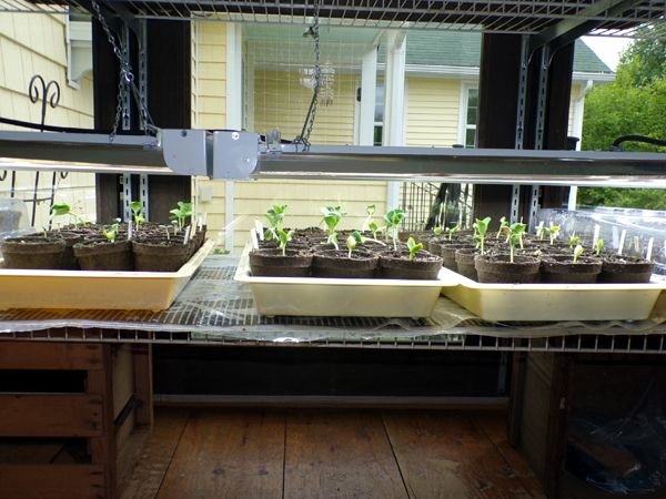 Seedlings - most up crop May 2024.jpg