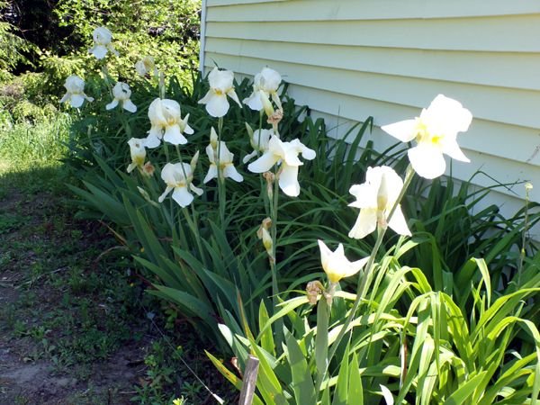 West Shed - white iris flowers crop May 2024.jpg