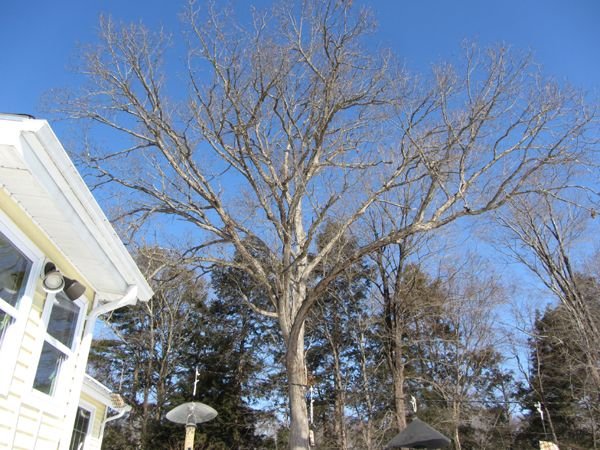 White oak crop Jan 2025.jpg