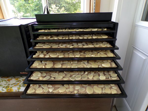 Garlic - in dehydrator crop July 2024.jpg