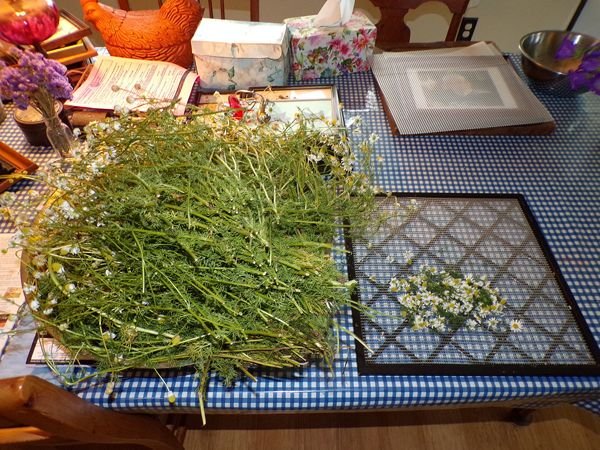 Chamomile for dehydrator crop June 2021.jpg