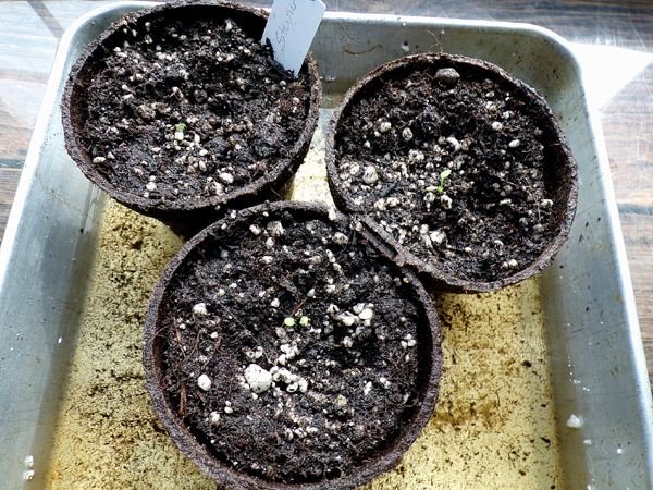 Stevia seedlings crop March 2024.jpg