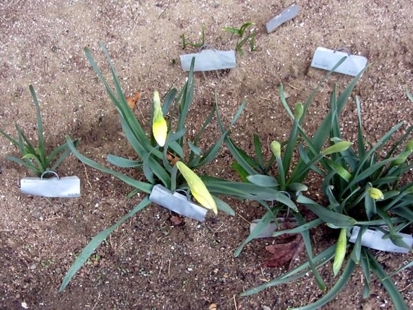 South - swollen daff buds crop March 2025.jpg