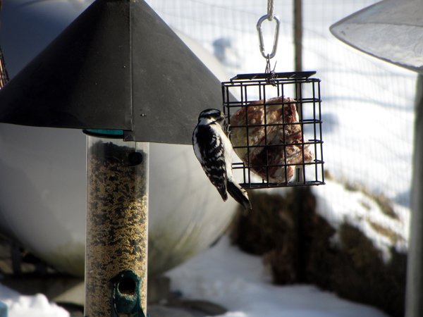 Woodpecker on feeder1 crop Jan 2025.jpg