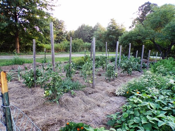 Big garden - tomatoes tied up crop August 2022.jpg