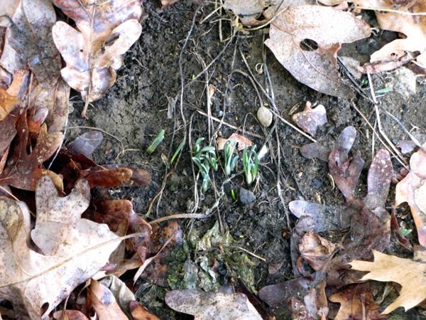 First snowdrops crop Feb 2025.jpg